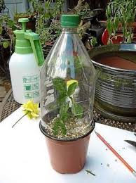 We did not find results for: Success With Hibiscus Cuttings Laidback Gardener