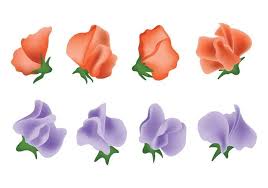 Free Free Sweet Pea Svg 651 SVG PNG EPS DXF File