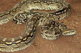 Python Sebae Natalensis African Rock Python Largest Snake Reticulated Python Snake