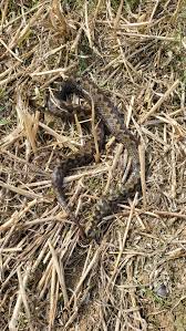 Adders are often spotted in our area!
