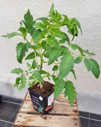 La variéte fleurette est une tomate de type coeur de boeuf allongée pointue améliorée. Plant Tomate Greffee Fleurette 1 U Les Pousses De La Calonne Locavor Fr