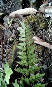 Image result for Cheilanthes viridis