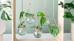 Untuk dapat memberikan nuansa yang segar dan menyejukkan didalam ruangan maka salah satu caranya adalah dengan menempatkan tanaman hidup. Mudah Dirawat Dan Tak Perlu Tanah Berikut Jenis Tanaman Media Air Yang Paling Banyak Dicari Era Id