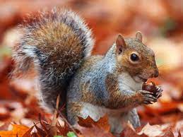 Squirrels save food from consuming during winter. Spirit Animal Squirrel Meaning Wild Gratitude