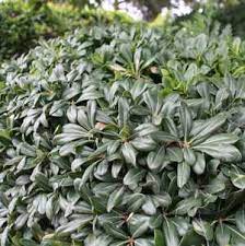 But it is also often used in more traditional designs. Pittosporum Tobira Wheeler S Dwarf At San Marcos Growers