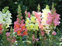 How To Grow Snapdragon Flowers A Guide To Growing Caring For Snapdragons Snapdragon Flowers Flower Garden Flowers For Everyone