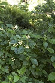 Image result for Pearsonia flava