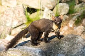 Image result for kuna lesní obrázky