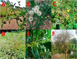 Image result for Commiphora africana