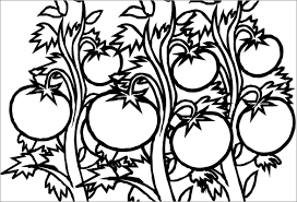 You can easily print them from your computer or mobile phone, the graphics can automatically adapt to any size of paper while still being clear and sharp. Printable Tomatoes Coloring Page Coloringbay