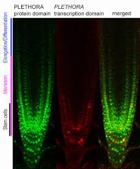 Plants that have a single apical cell in the shoot also have a single apical cell in the root. Core Mechanism For Root Growth Identified