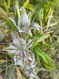 Image result for Steganotaenia