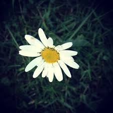 Image result for foto Kopretina