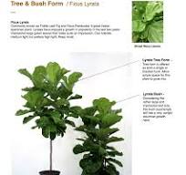 Growing and Pruning Your Fiddle Leaf Fig | Dossier Blog
