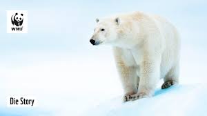 We did not find results for: Der Kampf Um Die Letzten Eisbaren Die Arktis Schmilzt Wwf Die Story Youtube