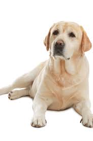 Yellow Labrador Retriever Lying On White Background Labradorretriever Labrador Labrador Retriever Dog Golden Retriever Labrador