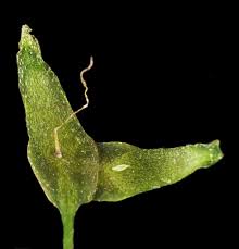 Image result for Lemna trisulca