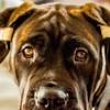 Avoid a dog ear problem with cropped ears using the cardboard tampon method for taping with this how to article including info & diagrams. Https Encrypted Tbn0 Gstatic Com Images Q Tbn And9gcqyivsappeaaskr9hjbcmm6 Nckpsvk1e65dsqkqqiv38xfigkg Usqp Cau