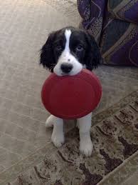 Black And White Springer Spaniel Cute Frisbee Play Springer Spaniel Springer Spaniel Puppies English Springer Spaniel Puppy Springer Spaniel