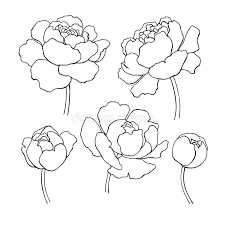 Peony Line Drawing Vector Hand Drawn Outline Flower Set Photo About Floral Ornate Garden Cont Flower Line Drawings Peony Drawing Flower Drawing Tutorials
