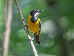 Image result for Phyllanthus paxii