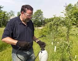 When What Do I Spray On Plum Trees Hunker Plum Tree Organic Fruit Trees Apple Tree