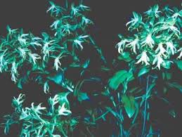 Image result for Bonatea antennifera