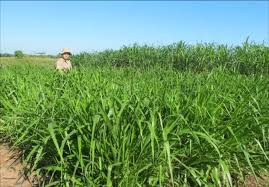 Image result for Urochloa brizantha