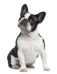 They are quite adorable, but unfortunately, they are prone to a wide range of health concerns. French Bulldog Small Medium And Big Dog Breeds Pedigree Uk