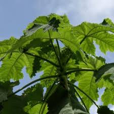 Image result for Obetia tenax