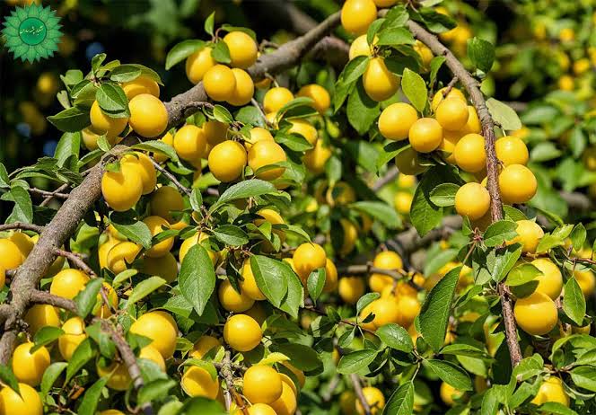 نهال آلو خوانساری