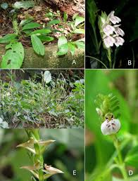 Image result for Rungia