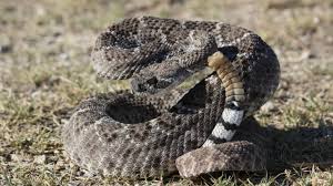 Safety Around Venomous Snakes Of Texas Fort Worth District News Stories ✓ free for commercial use ✓ high quality images. safety around venomous snakes of texas