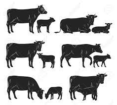 Maybe you would like to learn more about one of these? Vector Cow And Calf Silhouettes In Different Poses Isolated On Royalty Free Cliparts Vectors And Stock Illustration Image 111660117