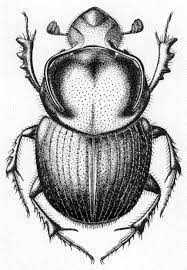Onthophagus Taurus Schreb Kingdom Animalia Animalia Bugs