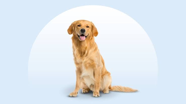 Golden Retriever Characteristics, Care & Photos | Chewy
