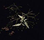 Image result for Galopina circaeoides