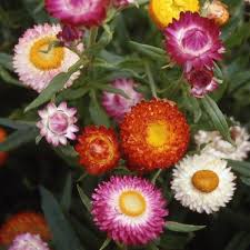 Image result for Helichrysum mixtum