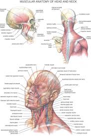 Vector illustration of neck muscles anatomy. Pin By Sally Ho On Anatomy Neck Muscle Anatomy Muscle Anatomy Human Anatomy