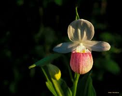 Image result for Brachycorythis lastii