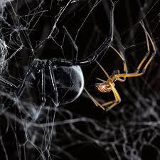 In fact, male redbacks are complicit and do nothing to avoid being eaten because it does not prevent them from fathering. Male Black Widow Spiders Twerk To Avoid Being Eaten By Females National Geographic Society Newsroom