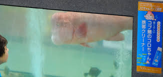 Maybe you would like to learn more about one of these? File Semicossyphus Reticulatus Korochan Jpg Wikipedia
