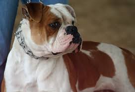 Through the years as other american bulldog registries. 100 Johnson American Bulldogs Johnson Type American Bulldog Puppies Supreme Grand Champion Renscot S Candyman John D Johnson Bred Georgia Producing Working Pups Weight Pull Weight Pulling Weight Pull Records National Kennel Club