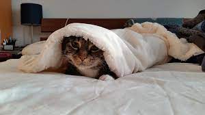 قط ، بطانية ، السرير ، جذاب ، حيوان اليف ، حيوان | Pikist