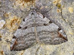 Image result for Aplocera efformata