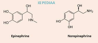 Difference Between Alpha And Beta Receptors Definition