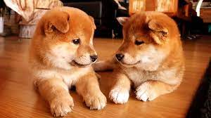 — enter your full delivery address (including a zip code and an apartment number), personal details, phone number, and an email address.check the details provided and. 2 Shiba Inus Online