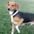 Beagle Dachshund Mix - The Doxle - Dog Breed Answers