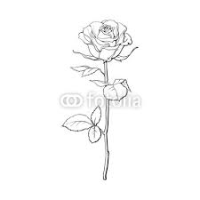 Monkey tattooing since 2001 on instagram: Rose And Stem Drawing At Paintingvalley Com Explore Collection Of Rose And Stem Drawing