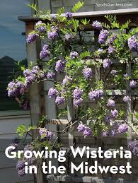 Image result for Wisteria
